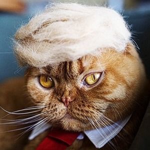 Meet your Posher, Bob